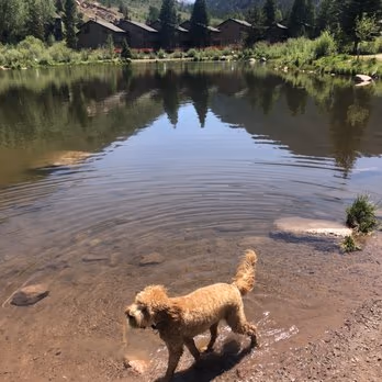 Bighorn Park Off Leash Dog Area